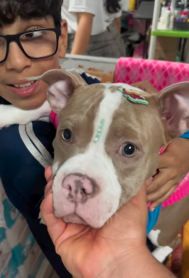 26 anos ajudando a cuidar do seu pet!